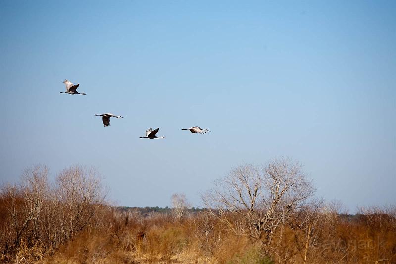 _MG_4107 as Smart Object-1.jpg